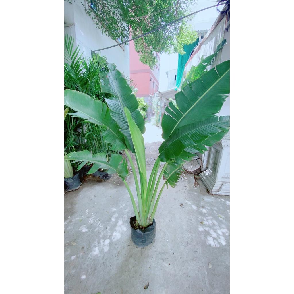 Cây Chuối Rẻ Quạt
