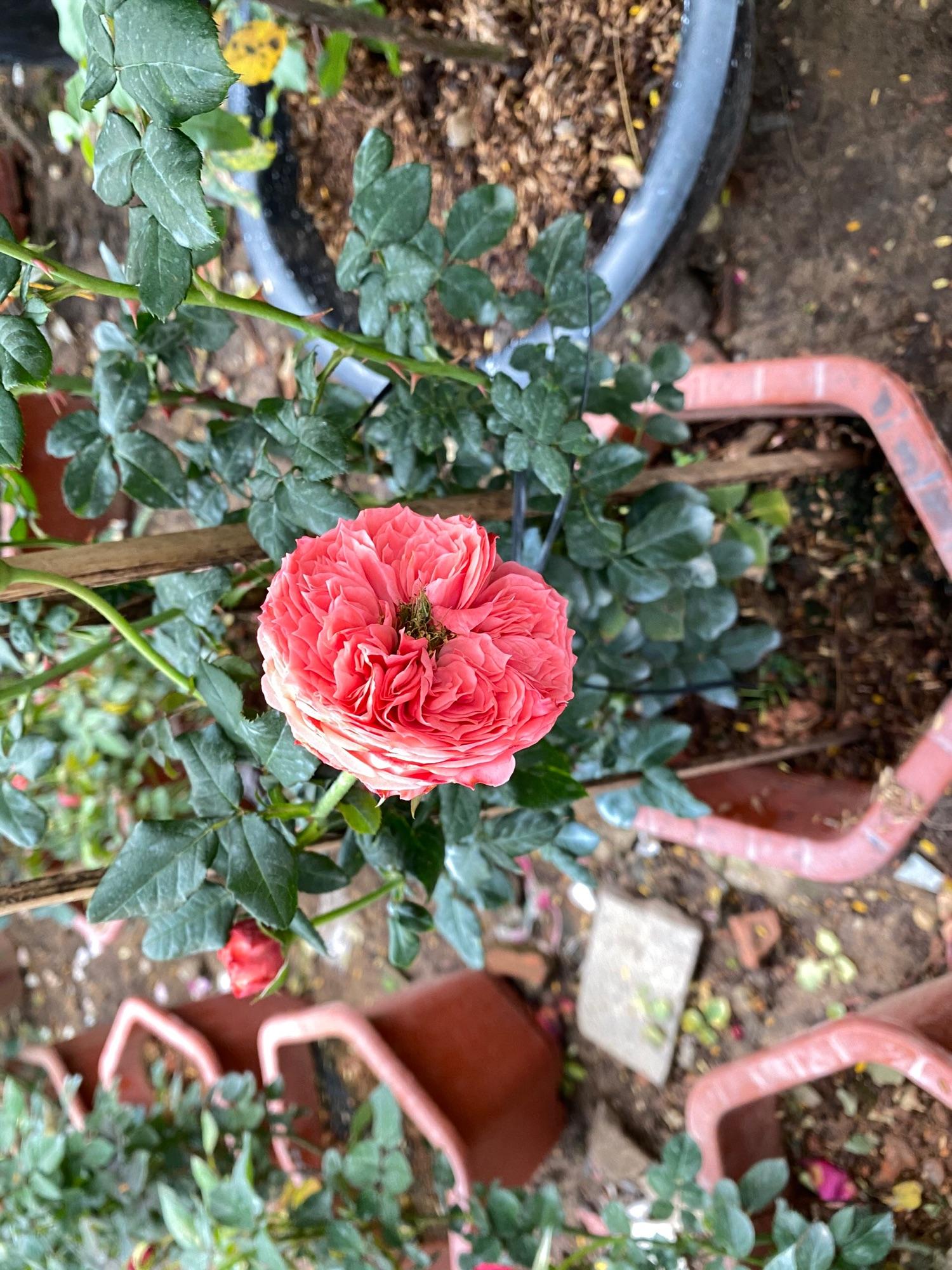 Chậu Cây Hoa Hồng Leo