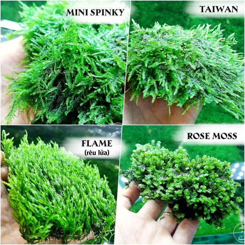 Rêu Thuỷ Sinh Đẹp - Độc - Dễ Chăm Sóc: Mini Taiwan | Weeping Sing | Stringy | US Fiss | Rose Moss | Flame Moss