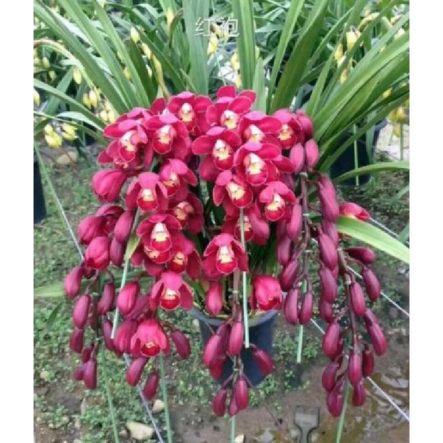 Combo 2 Củ hoa địa lan santo hoa màu tím