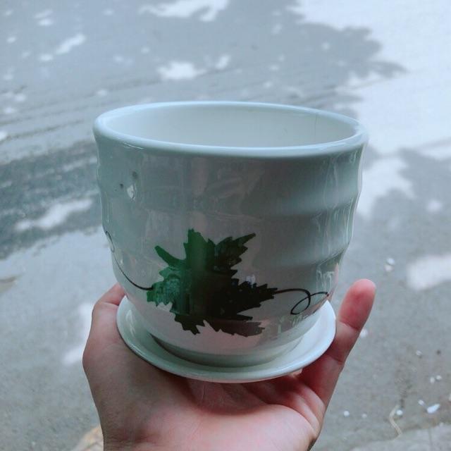 Chậu Trồng Cây