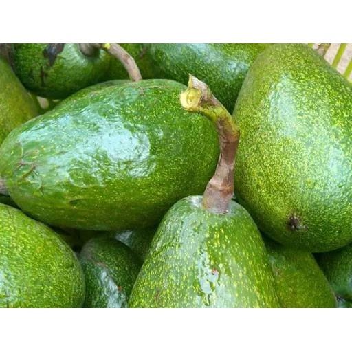 CÂY GIỐNG BƠ SÁP XANH SIÊU NGON SIÊU QUẢ- CAM KÊT GIỐNG CHUẨN F1