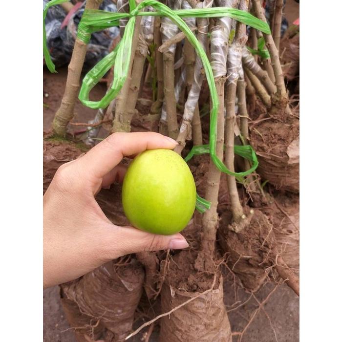 Cây Táo Chua Gia Lộc siêu sai trái cho năng suất cao giống chuẩn F1