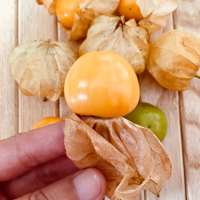 Hạt giống cây Cô Nương Vàng tỷ lệ nảy mầm cao, siêu quả