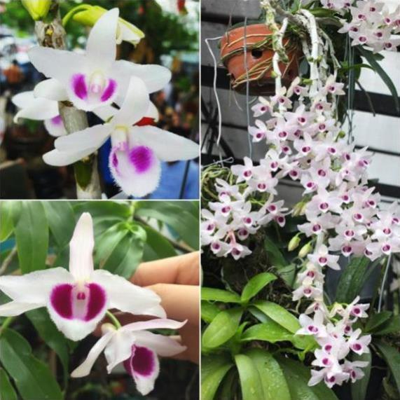 Phi điệp tím hòa bình hàng gieo hạt