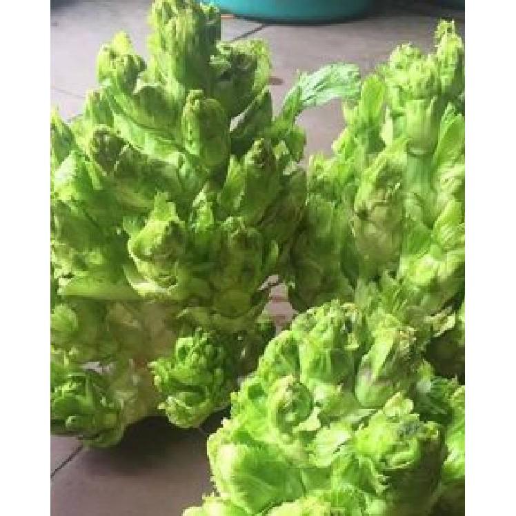 Hạt giống rau cải mầm đá F1 - 0,2gr/gói