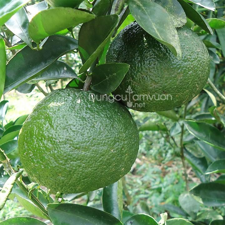 CÂY GIỐNG CAM SÀNH MIỀN NAM SIÊU NGON SIÊU QUẢ- CAM KÊT GIỐNG CHUẨN F1