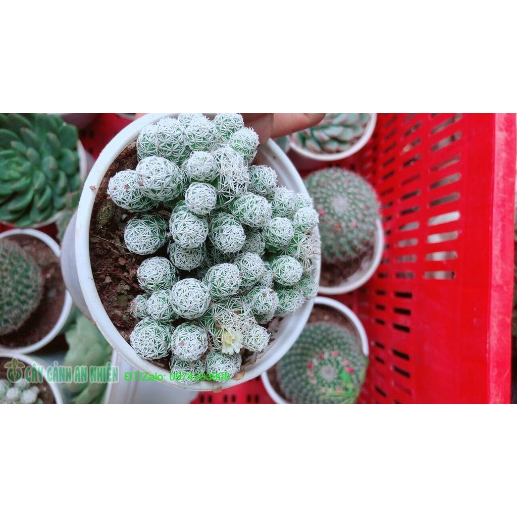Xương Rồng Trứng Chim