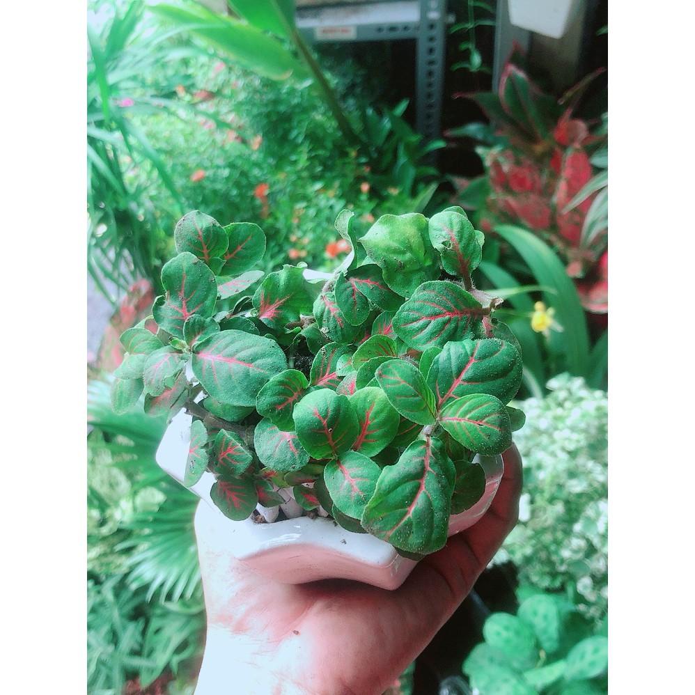 Chậu Cây Cẩm Nhung