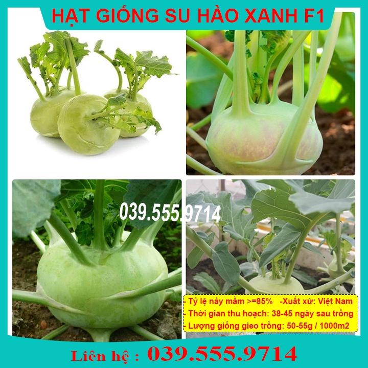 HẠT GIỐNG SU HÀO XANH - GIỐNG TỐT