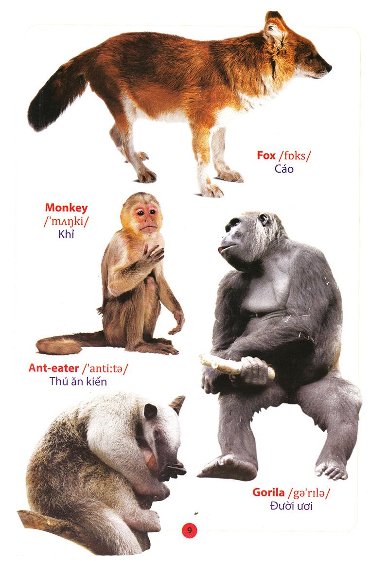 Từ Điển Anh - Việt Bằng Hình: Động Vật (Dành Cho Trẻ Từ 2 - 6 Tuổi)