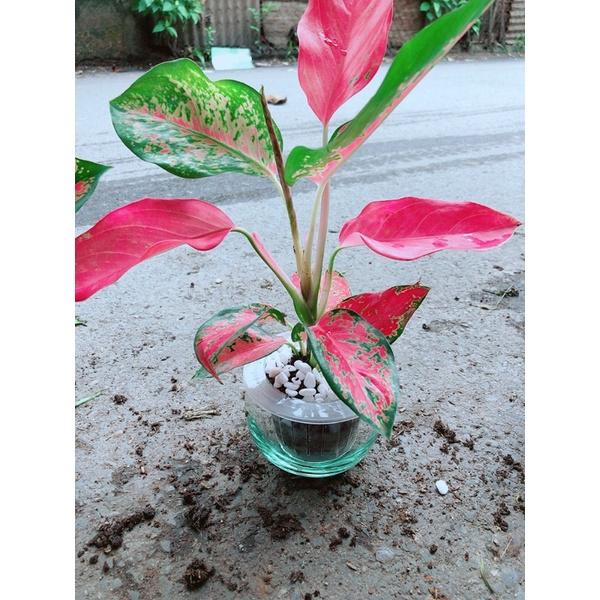 Chậu Cây Huyết Rồng Thuỷ Sinh