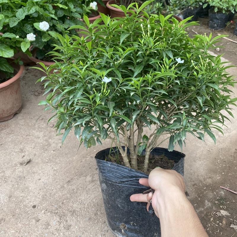 Cây mai vạn phúc trồng bầu đen cao 30-40cm tán tròn thích hợp trồng ban công sân vườn