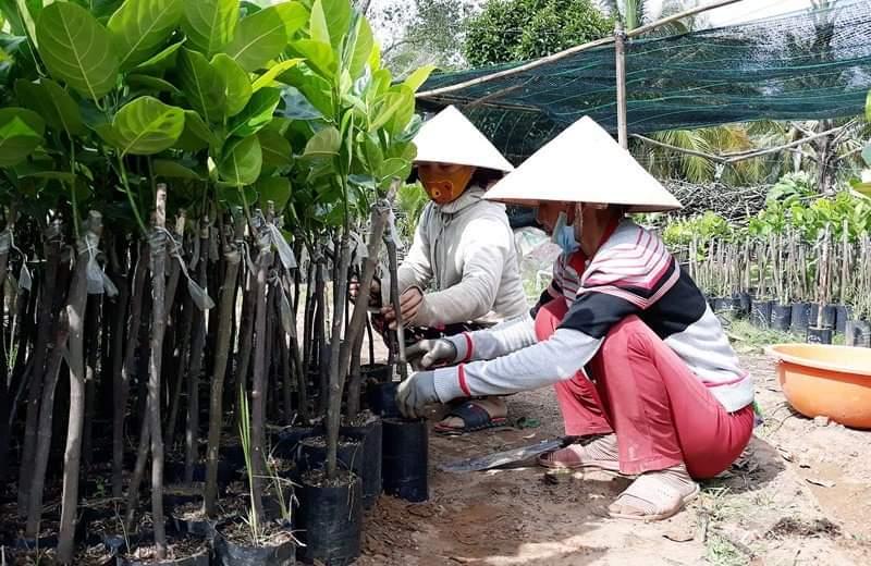Cây giống mít mơ f1