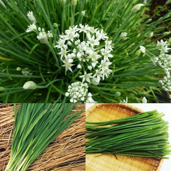 Hạt Giống Hẹ Cao Sản, Chất Lượng Cao 1gr
