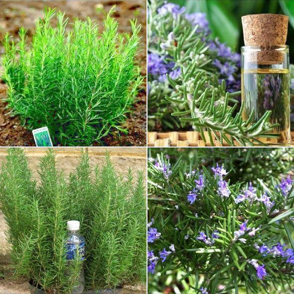 Hạt Giống Cây Hương Thảo Rosemary 20 hạt/gói