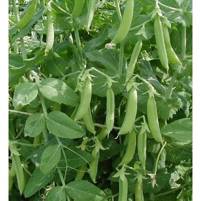Hạt Giống Đậu Hà Lan Sugar  - Gói 1Kg