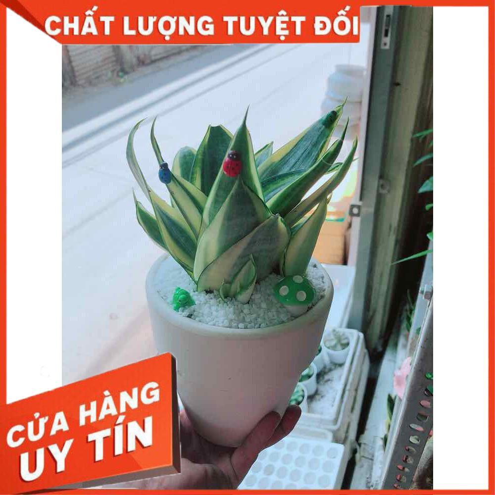 Chậu lưỡi hổ thái Nhiều Người Mua