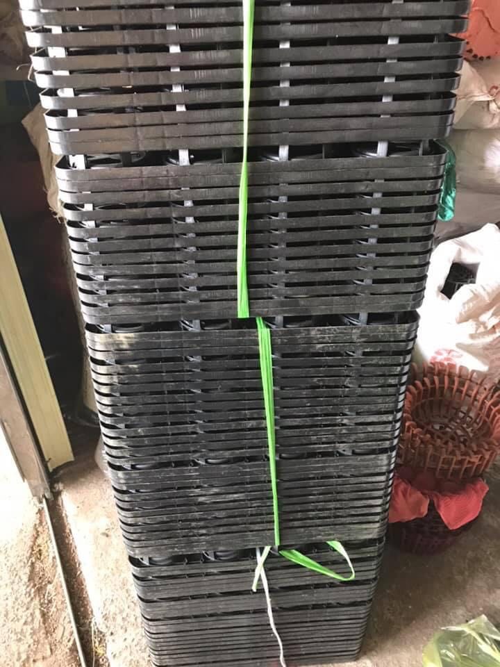 10 KHAY NHỰA CỨNG 12 LỖ TRỒNG RAU ƯƠM MẦM - TRỒNG HỒ ĐIỆP - LAN