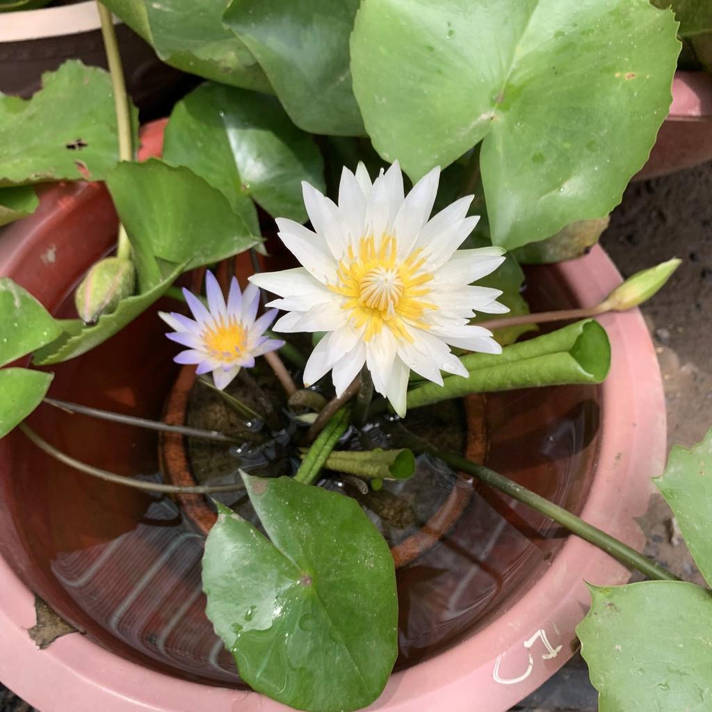 Cây hoa súng Thái