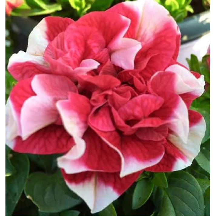 Hạt giống hoa dạ yến thảo kép nhiều màu KNS361 - Gói 20 hạt