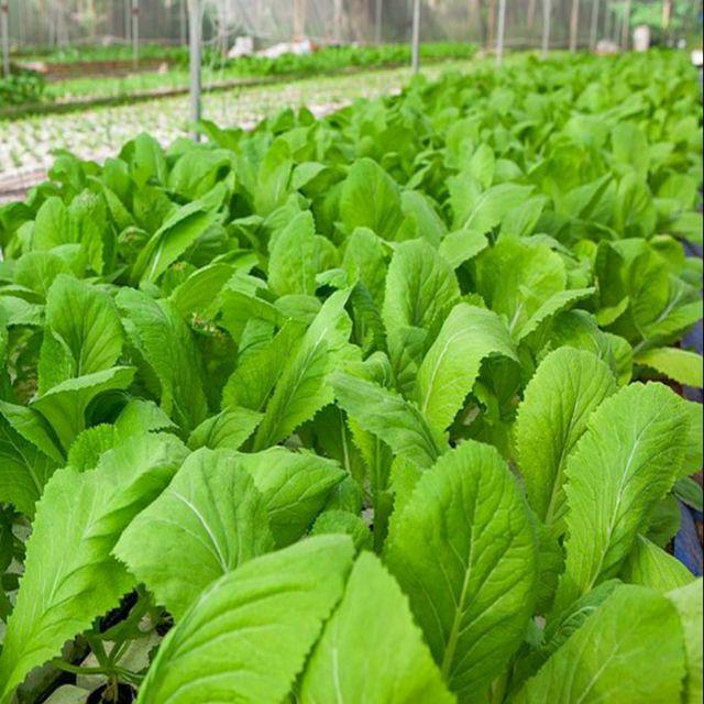 20g Hạt giống cải Mơ Hoàng Mai Cao Sản