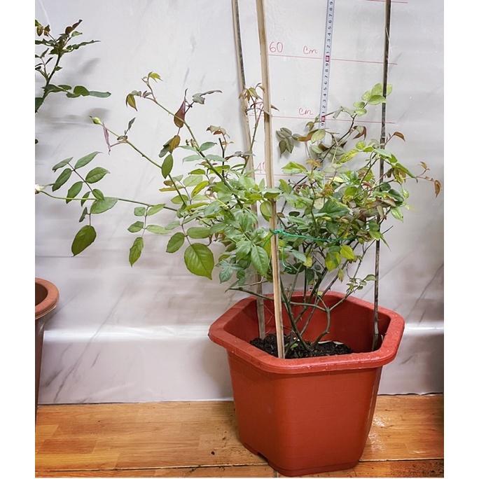 Hoa hồng SaPa nguyên bản- bầu to cây lớn trưởng thành