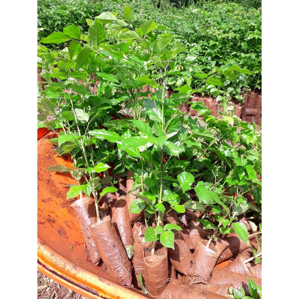 SẢN PHẨM: COMBO 10 CÂY GIỐNG NÚC NÁC RỪNG CAO TRÊN 40 CM