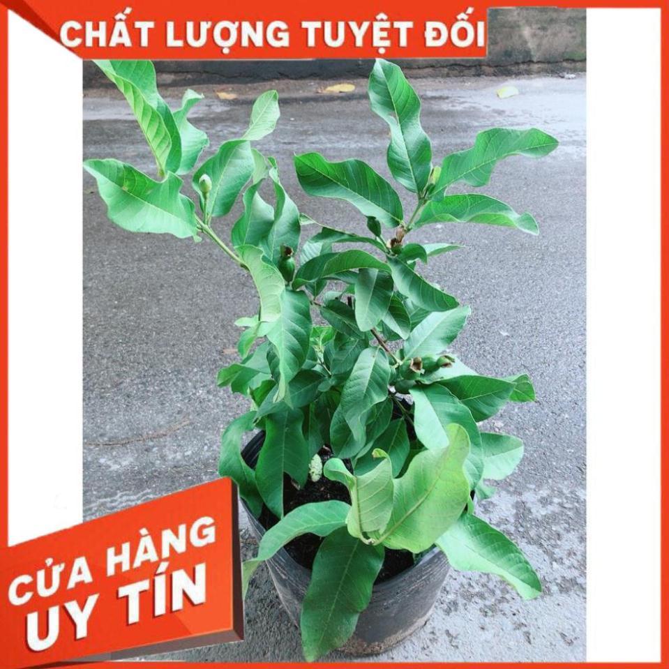 Cây Ổi Đang Có Quả Cây Khỏe