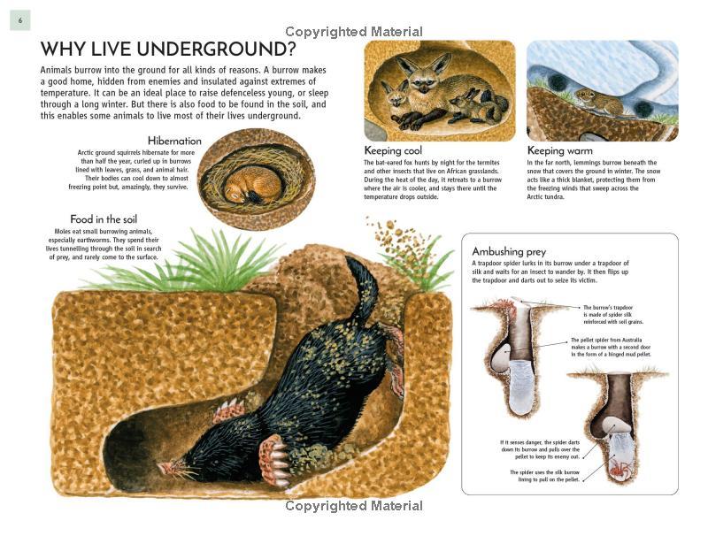 Sách ngoại văn: Life Underground - Tunnel Into A World Of Wildlife