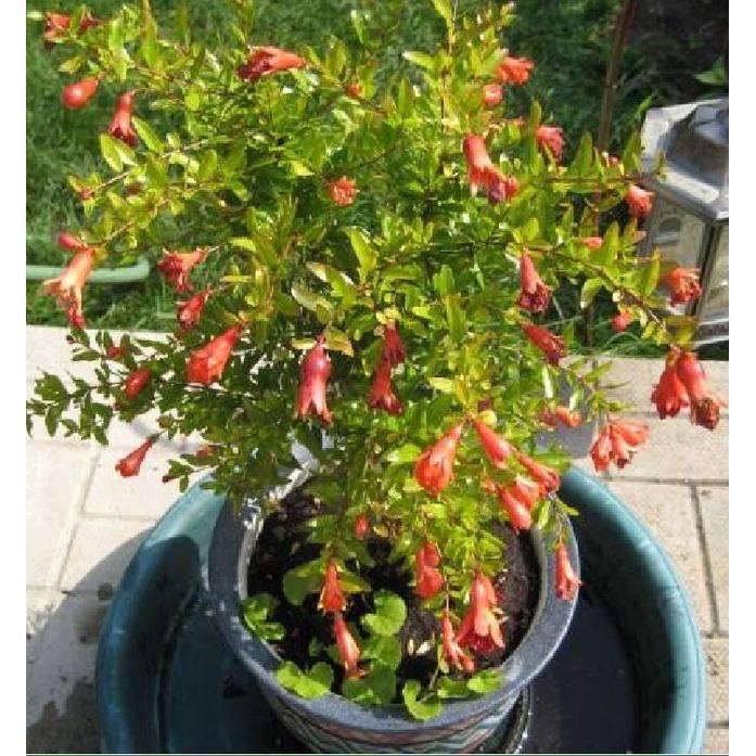 Hạt Giống Cây Lựu Bonsai CT379 - Gói 5 hạt