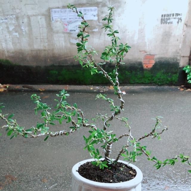 Chậu Cây Linh Sam