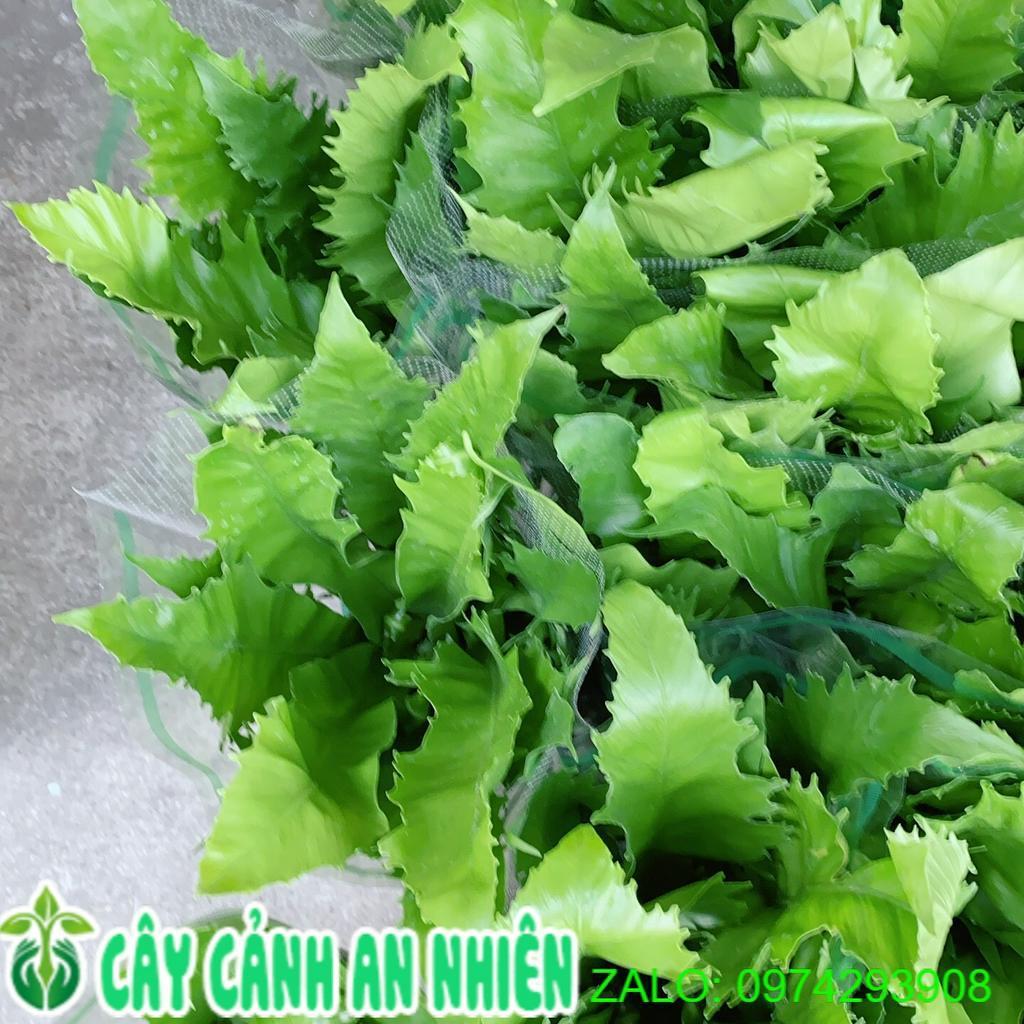 Cây Dương Sỉ Thái