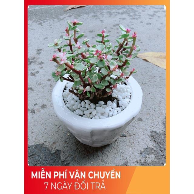 Đô La Hồng Nhiều Người Mua