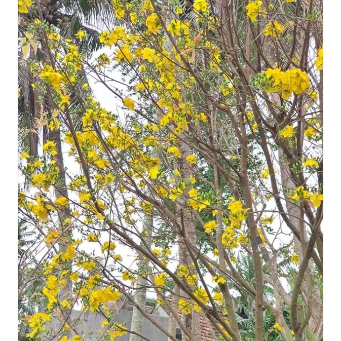 Combo 4 gói Hạt giống hoa mai vàng 5 cánh-gói 25hạt-tặng kèm gói phân bón lót