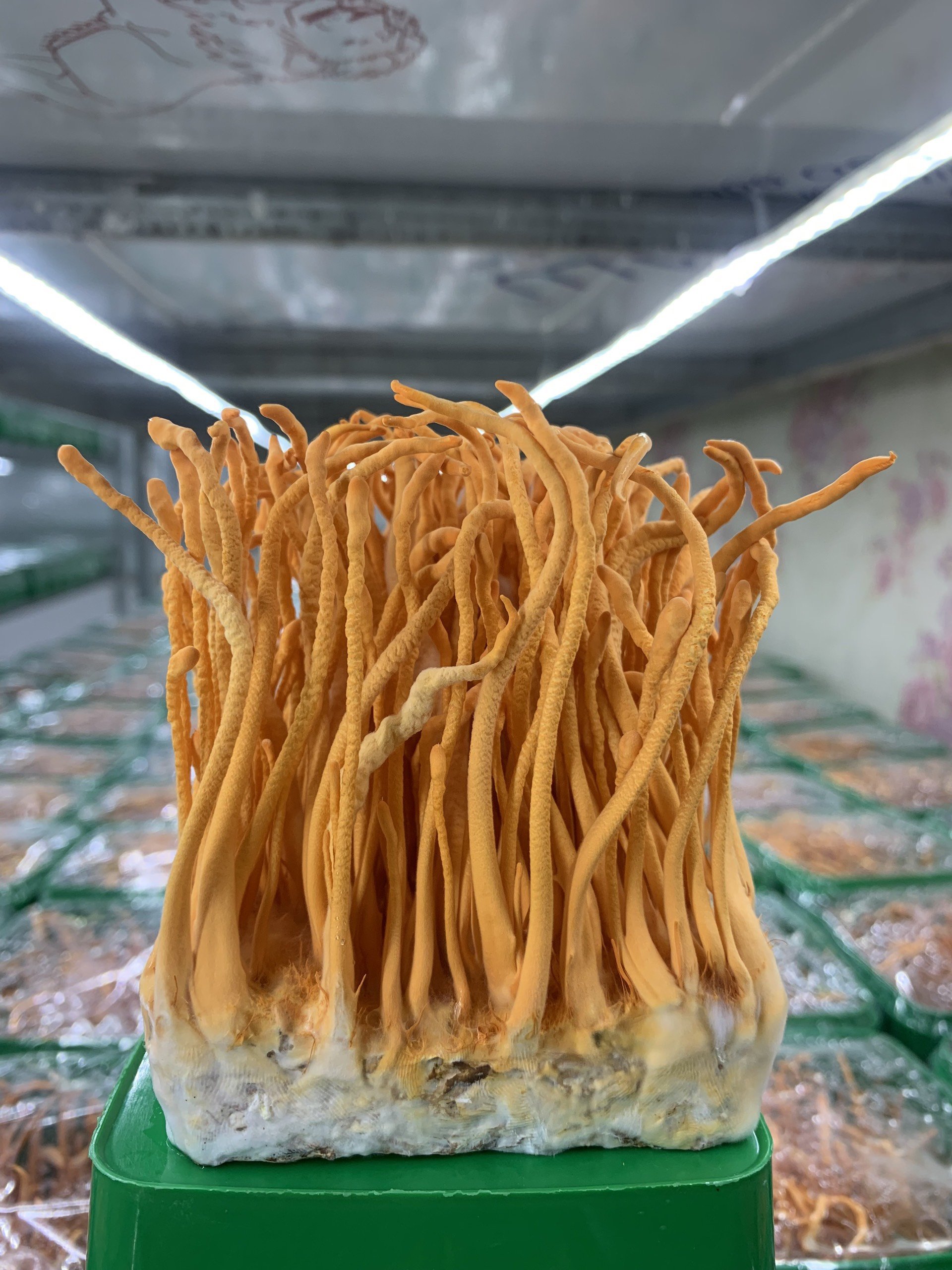 ĐÔNG TRÙNG HẠ THẢO TƯƠI 170G - 200G