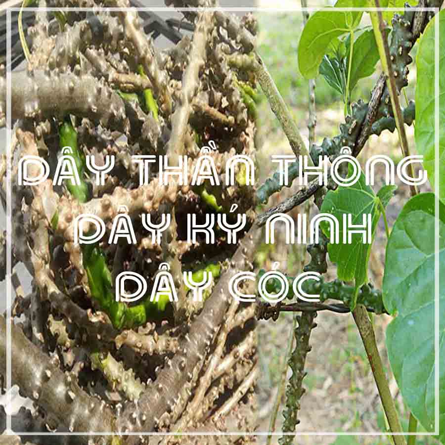 DÂY CÓC khô sạch loại 1 đóng gói 1kg - congtyduoclieuhonglan