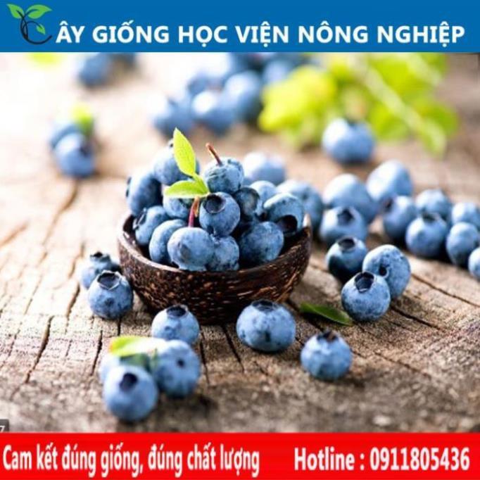 Sản phẩm Cây Ăn Trái cây giống việt quất cây ăn quả đem lại giá trị kinh tế cao