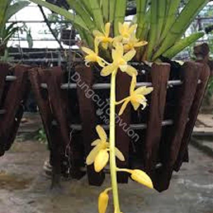 CHẬU LAN KIẾM VÀNG THÁI LAN