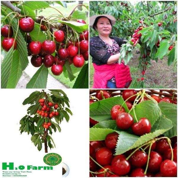 HÀNG GIỐNG CHUẨN HẠT GIỐNG CÂY CHERRY