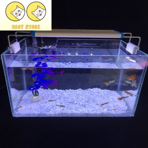Combo Hồ cá + Lọc nước + Đèn led