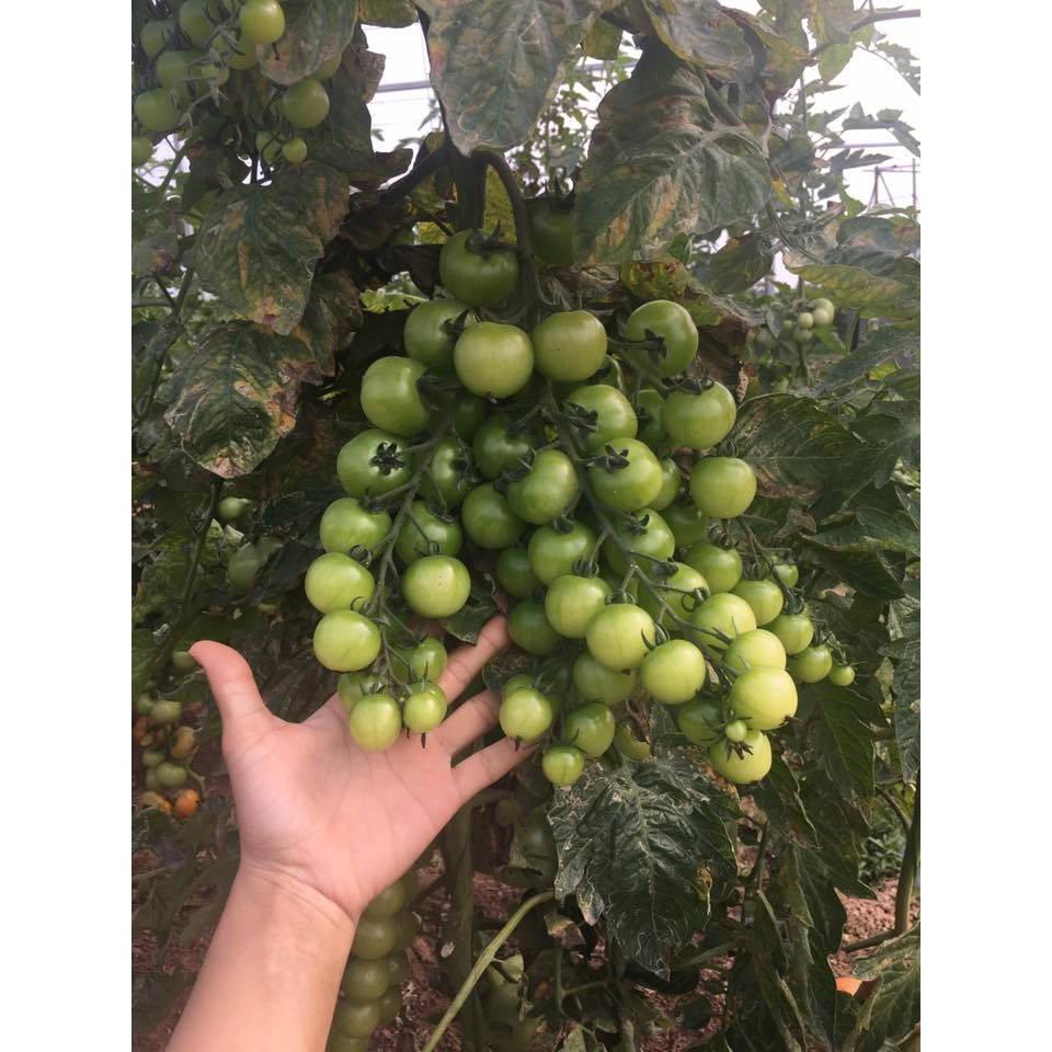 Hạt giống cà chua bi dây chùm siêu quả 30 hạt/gói