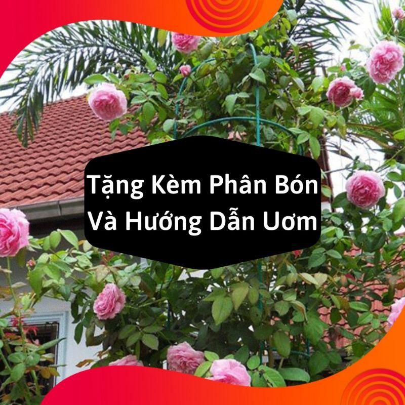 HG8A Gói Hạt Giống Hoa Hồng Leo Pháp Mix - Tặng Kèm Kích Mần và hướng dẫn gieo Gói 20 Hạt Giống Hoa Hồng Leo