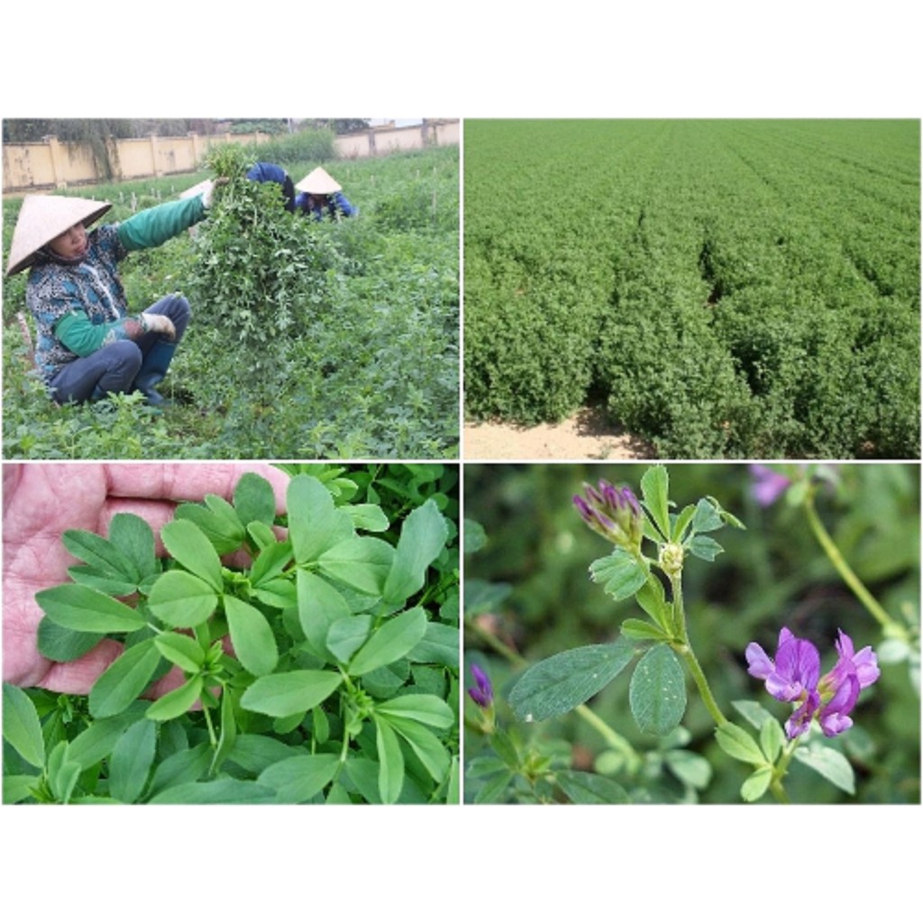 Hạt cỏ chăn nuôi ALFALFA Linh Lăng - Cỏ Họ Đậu - Hạt Giống Cỏ Chăn Nuôi Trâu-bò-dê-cừu-cá