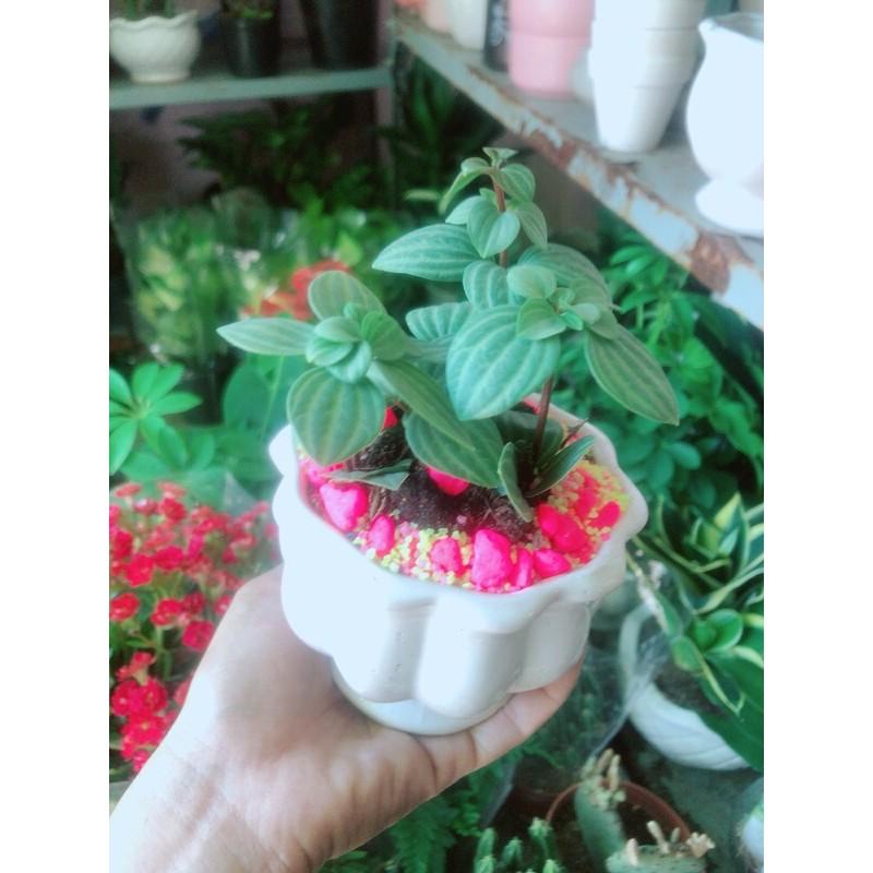 Chậu Cây Hột Xoàn