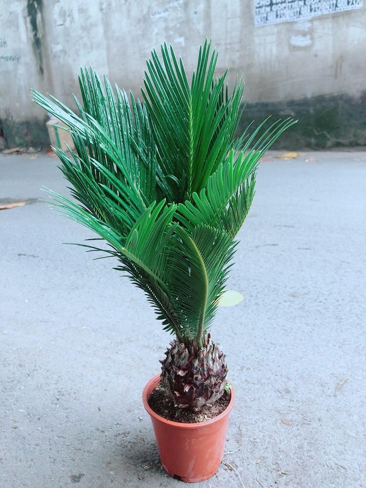 Cây Thiên Tuế