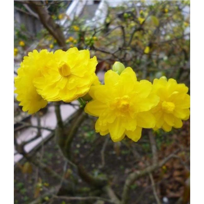 Combo 4 gói Hạt giống hoa mai vàng 5 cánh-gói 25hạt-tặng kèm gói phân bón lót