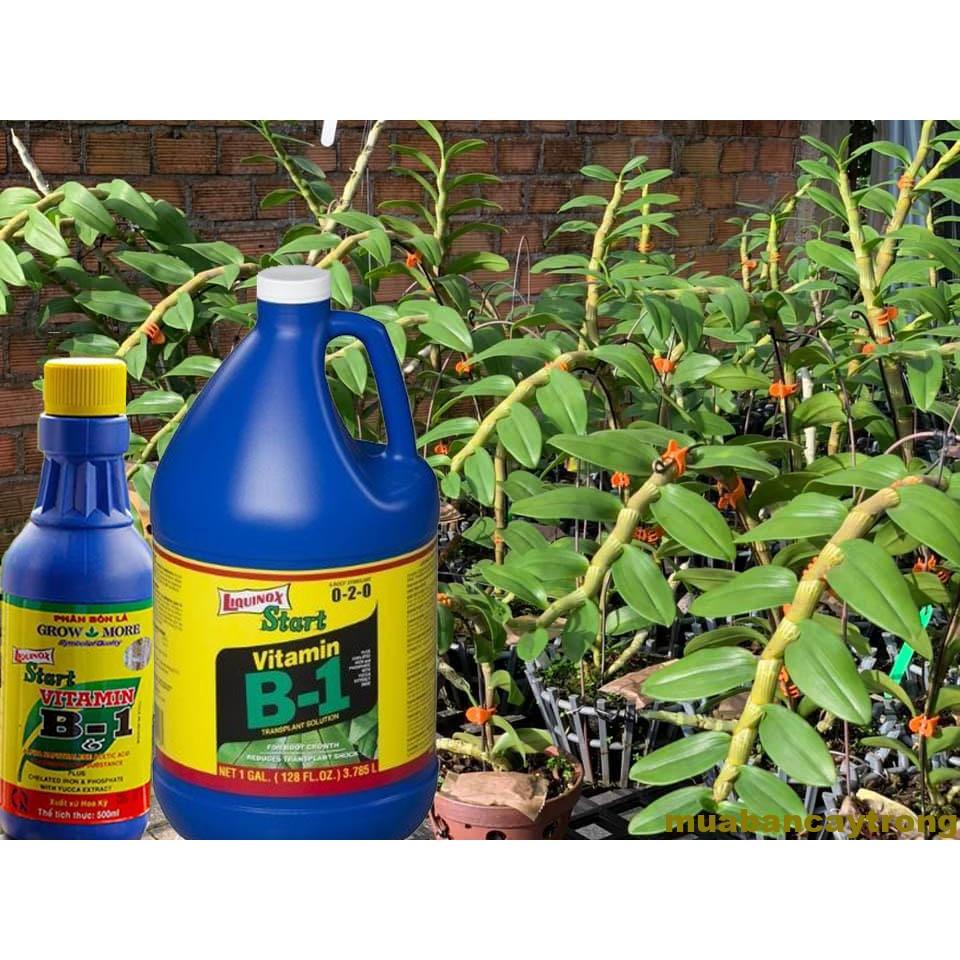 B1 thái dưỡng cây , giúp cây hấp thụ dinh dưỡng, dưỡng cho lan khoẻ, tăng sức đề kháng, chống sốc cho hoa