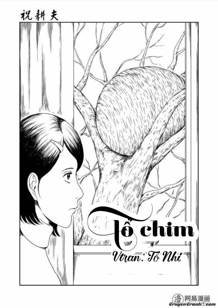 tổ chim chapter 1 1