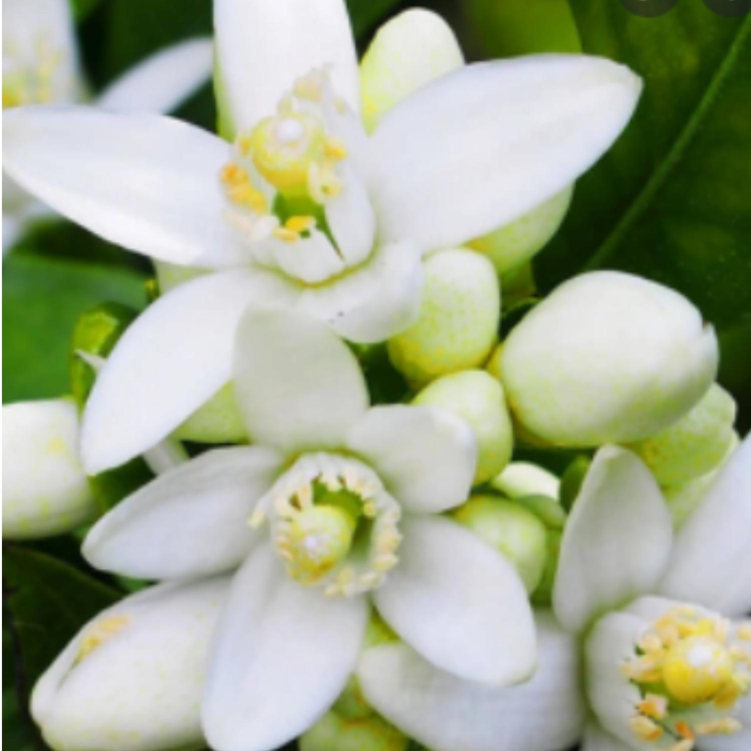 Phân bón MKP HAIFA Isarel 0-52-34, phân bón kích hoa,bật bông,tạo mầm hoa, xử lý hoa trái vụ, có đóng gói 1kg